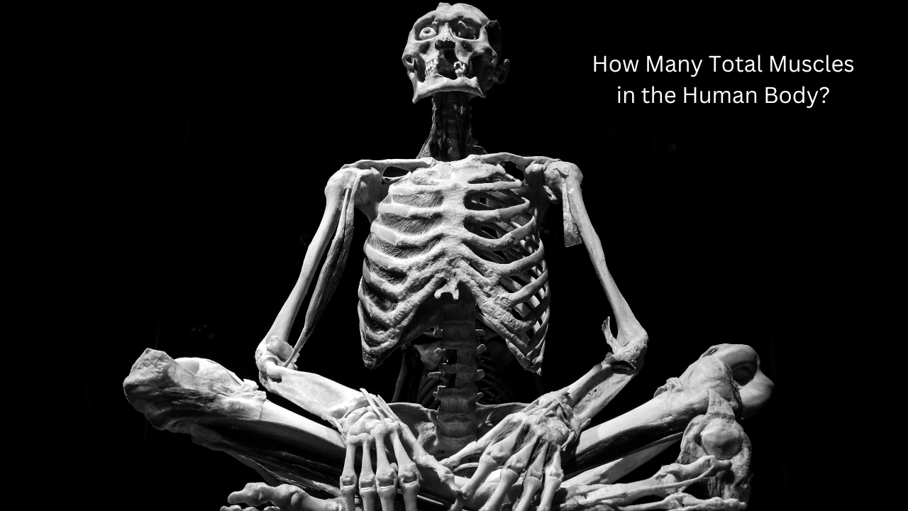 How Many Total Muscles in the Human Body? It's a fascinating question that holds an interesting answer. Muscles are integral to every movement and activity we engage in, from the simple action of